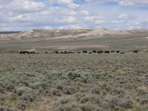 Cattle and Stock Pin.